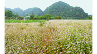 Hoa tam giác mạch trái mùa ở Hà Giang